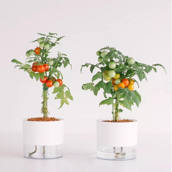 Lazy Self-Watering Flower Pot – Automatic Water Absorption Planter
